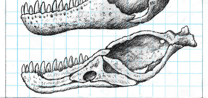 Lower jaw - medial view by Strick67 on DeviantArt