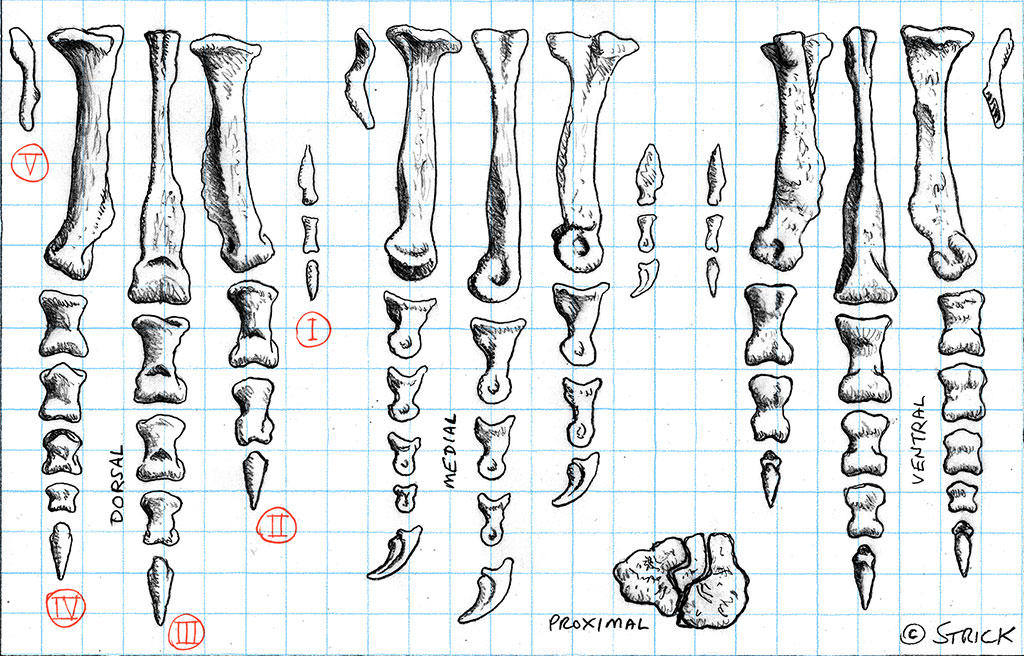t__rex_foot_bones_by_strick67_dcbp64r-fullview.jpg