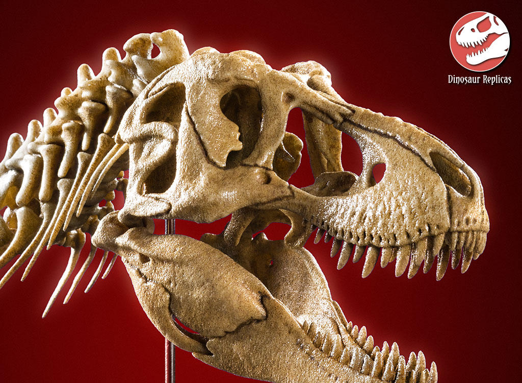 tyrannosaurus_rex_skull_neck___detail_crop_by_strick67_dcnr8vb-fullview.jpg