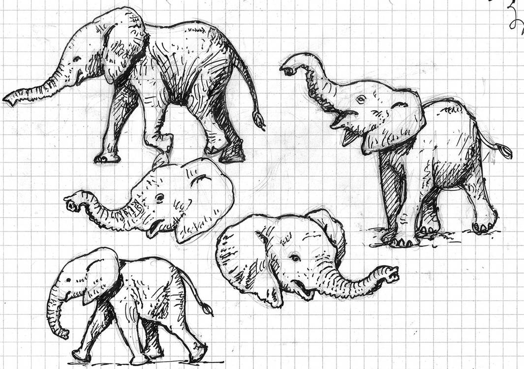 elephant_baby_sketches_by_strick67_dd6g33h-pre.jpg
