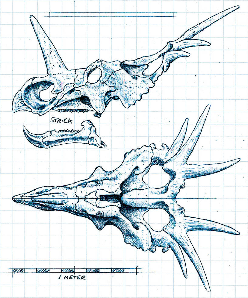styracosaurus_skull_orthographic_by_stri