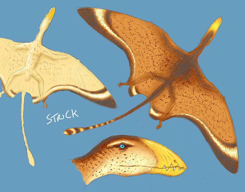 Dimorphodon model colour test # 01 by Strick67 on DeviantArt