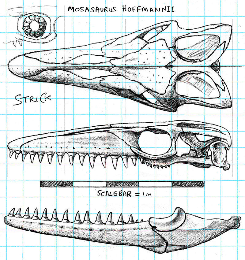 mosasaurus_skull_orthographic_drawing_update_by_strick67_de43z16-fullview.jpg