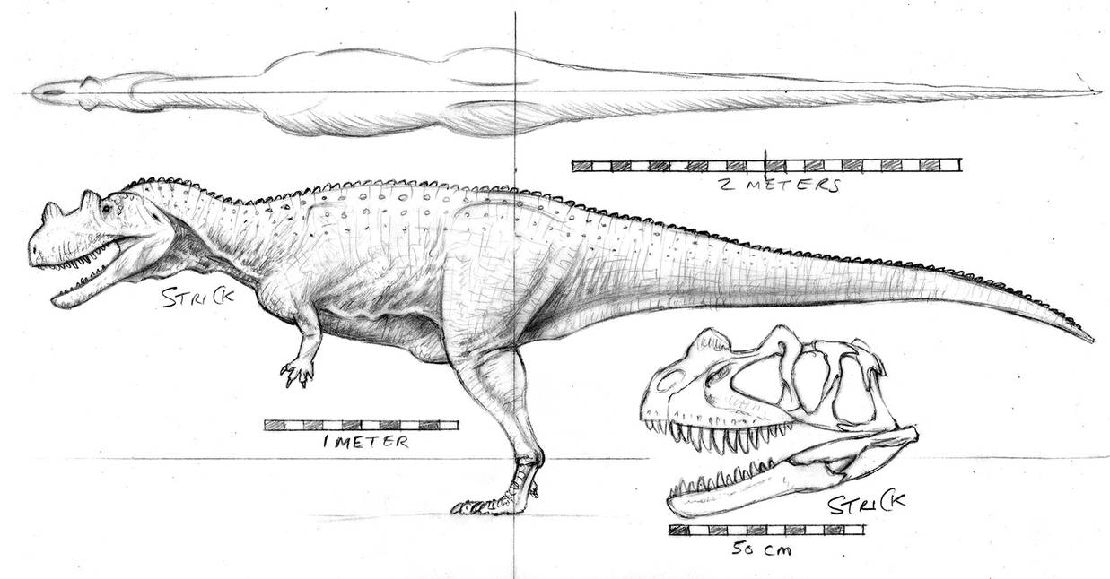 ceratosaurus_orthographic_with_skull_by_strick67_delehs9-pre.jpg