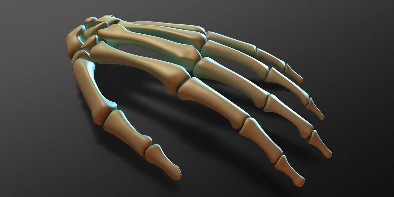 hand_bones_render_01_by_strick67_dfq50cr-pre.jpg