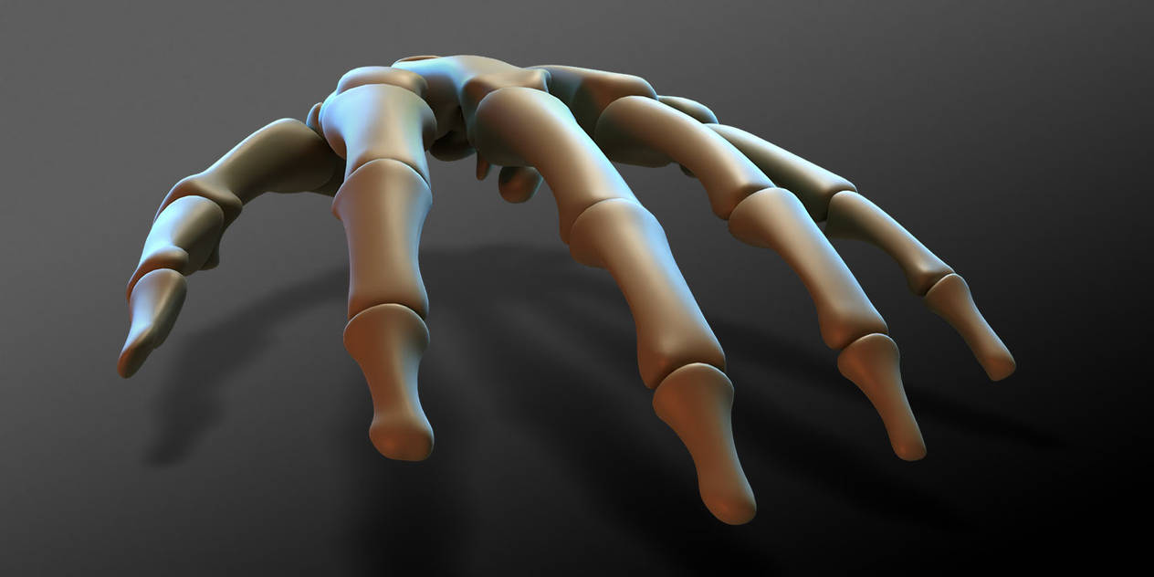 hand_bones_render_03_by_strick67_dfq6khb-pre.jpg