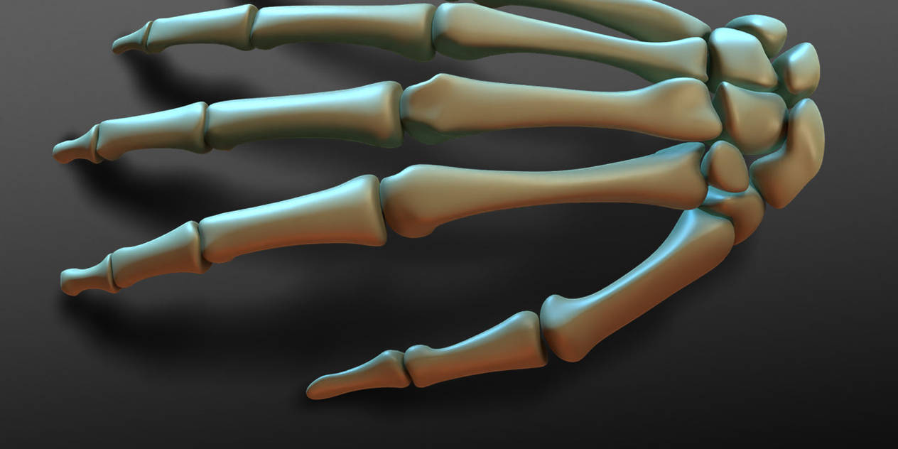 hand_bones_render_04b_by_strick67_dfq7ahc-pre.jpg