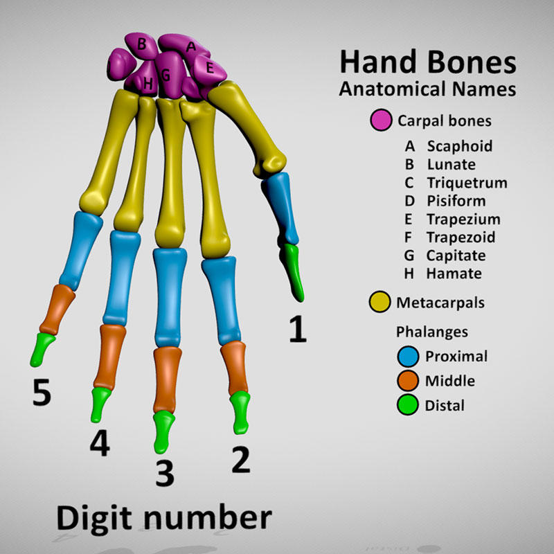 Skeleton hand bone - anatomy name infographic by Strick67 on DeviantArt