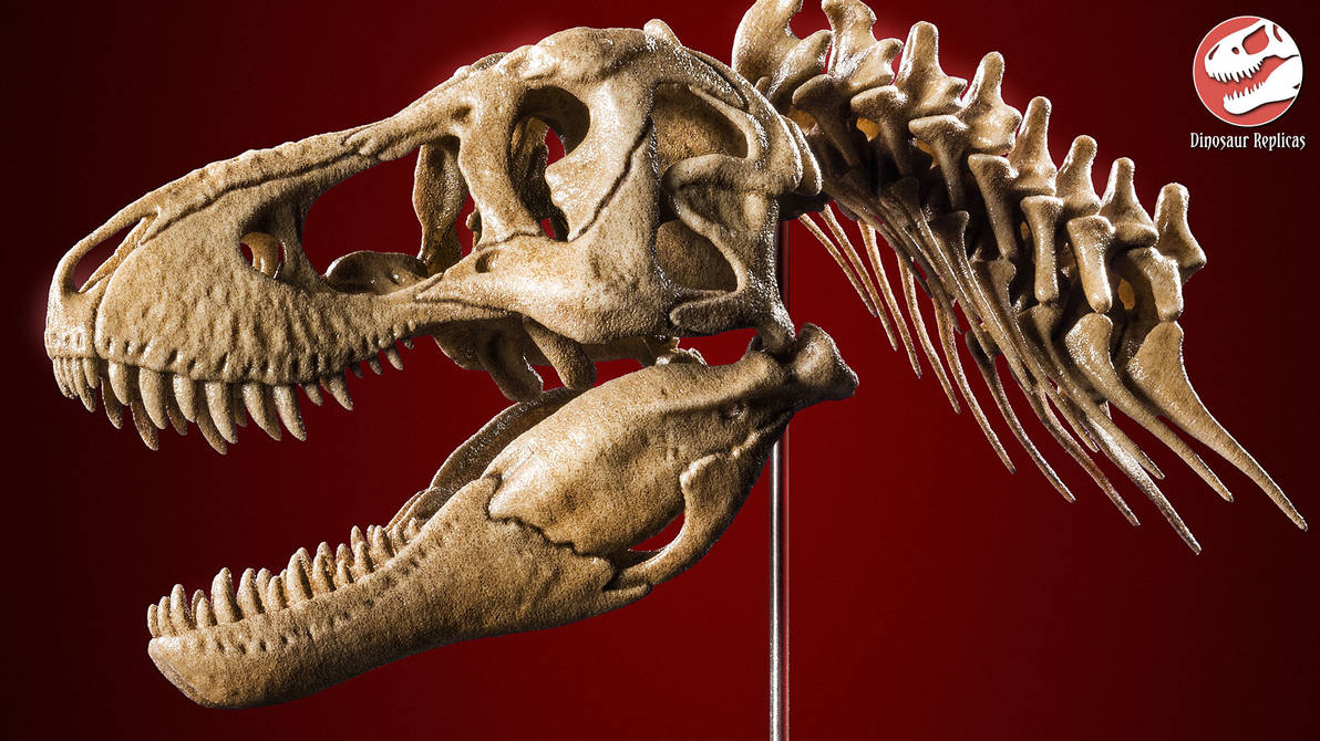 Dinoreplicas Tyrannosaurus skull and neck 1080p