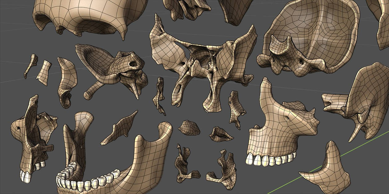 Skull Exploded View Screenshot 01 by Strick67 on DeviantArt