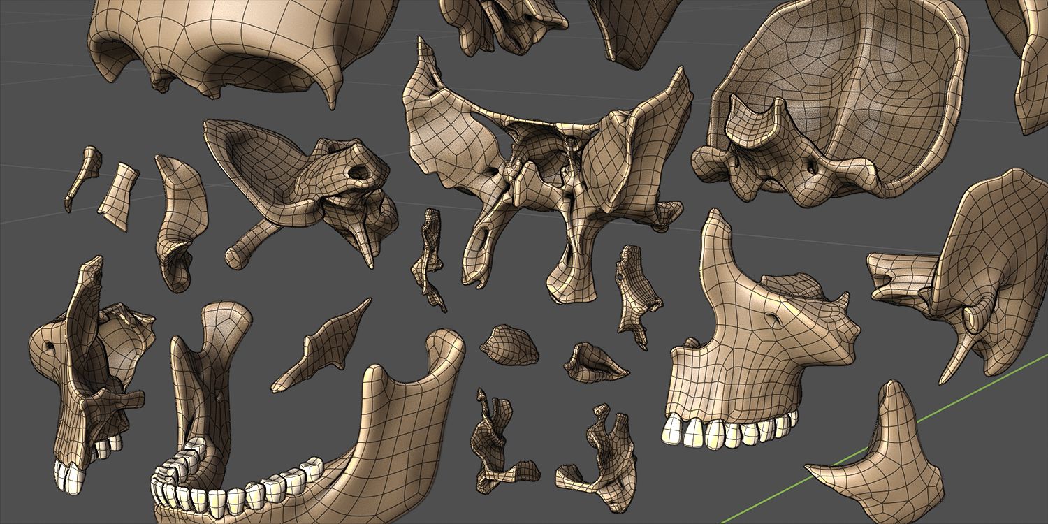 Skull Exploded View Screenshot 01 by Strick67 on DeviantArt