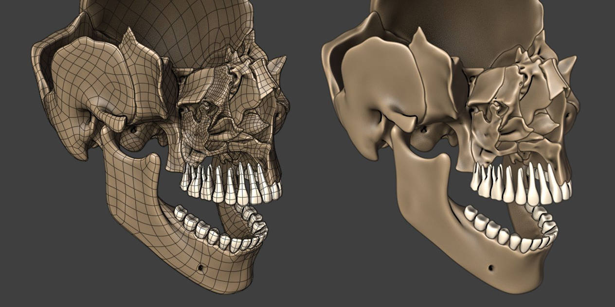 Skull Exploded View Screenshot 02 by Strick67 on DeviantArt