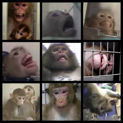 Lab Monkeys 