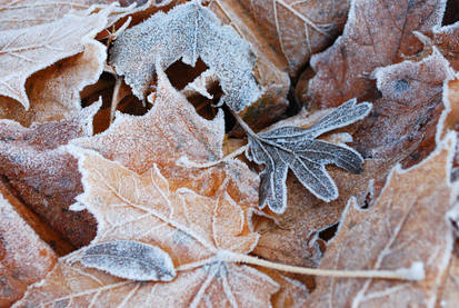 Frosty leaves