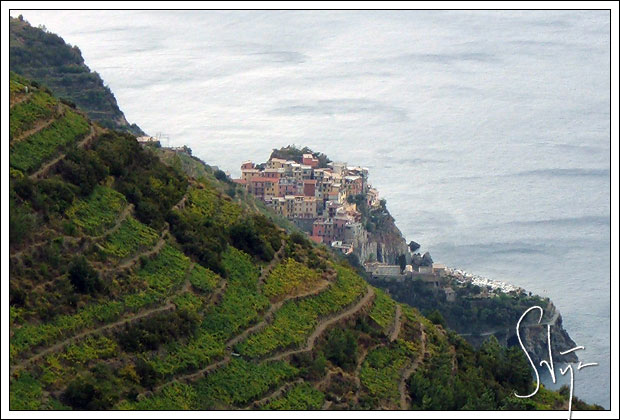 Vinyards in Cinque Terre