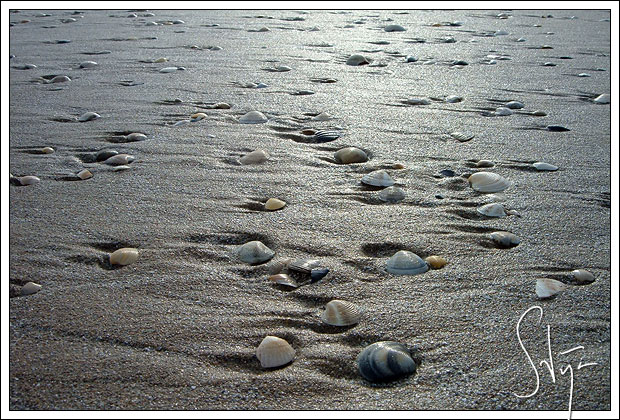 Macro: Shells