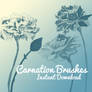Carnation Brushes