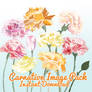 Carnation Image Pack
