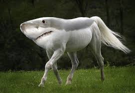 Shark Horse