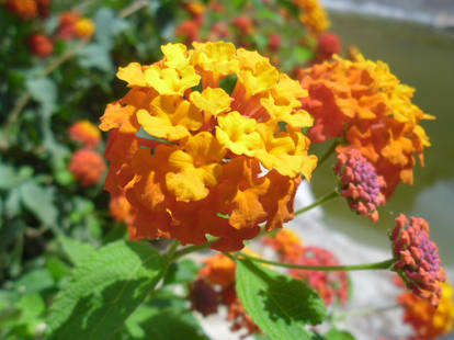 Orange flowers.