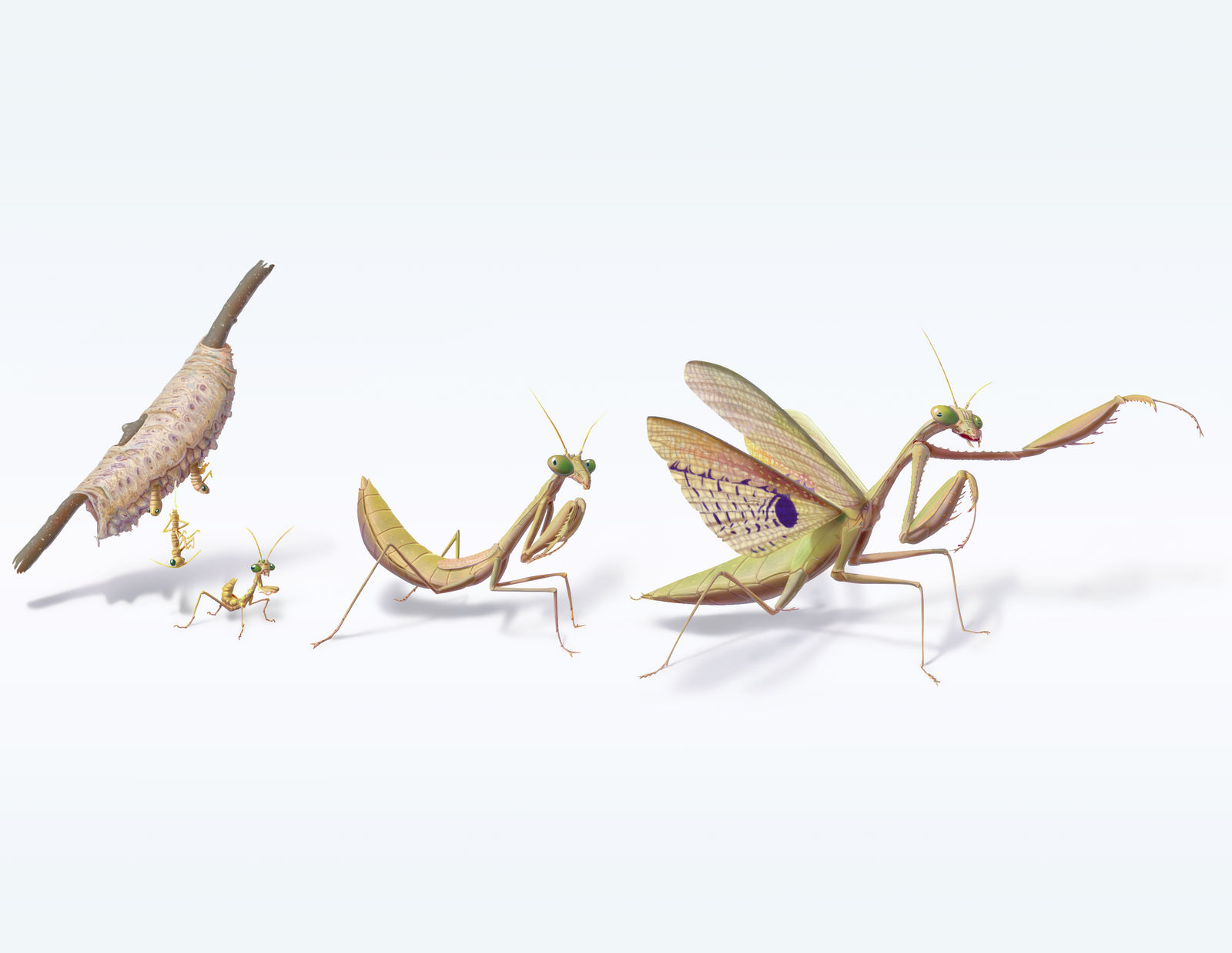 Mantis life cycle by porkcow on DeviantArt