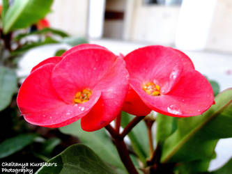 Euphorbia milii Flowers (Crown of Thorns)