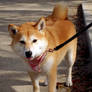 dogs of Japan - 2