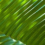 Backlit Fronds