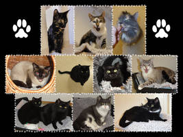 DB Cats