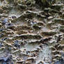 Texture: Shelf Mushrooms