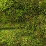 Texture: Moss Wall