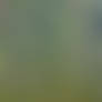Texture: Wet Moss