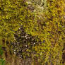 Texture: Moss and Lichen on a Tree