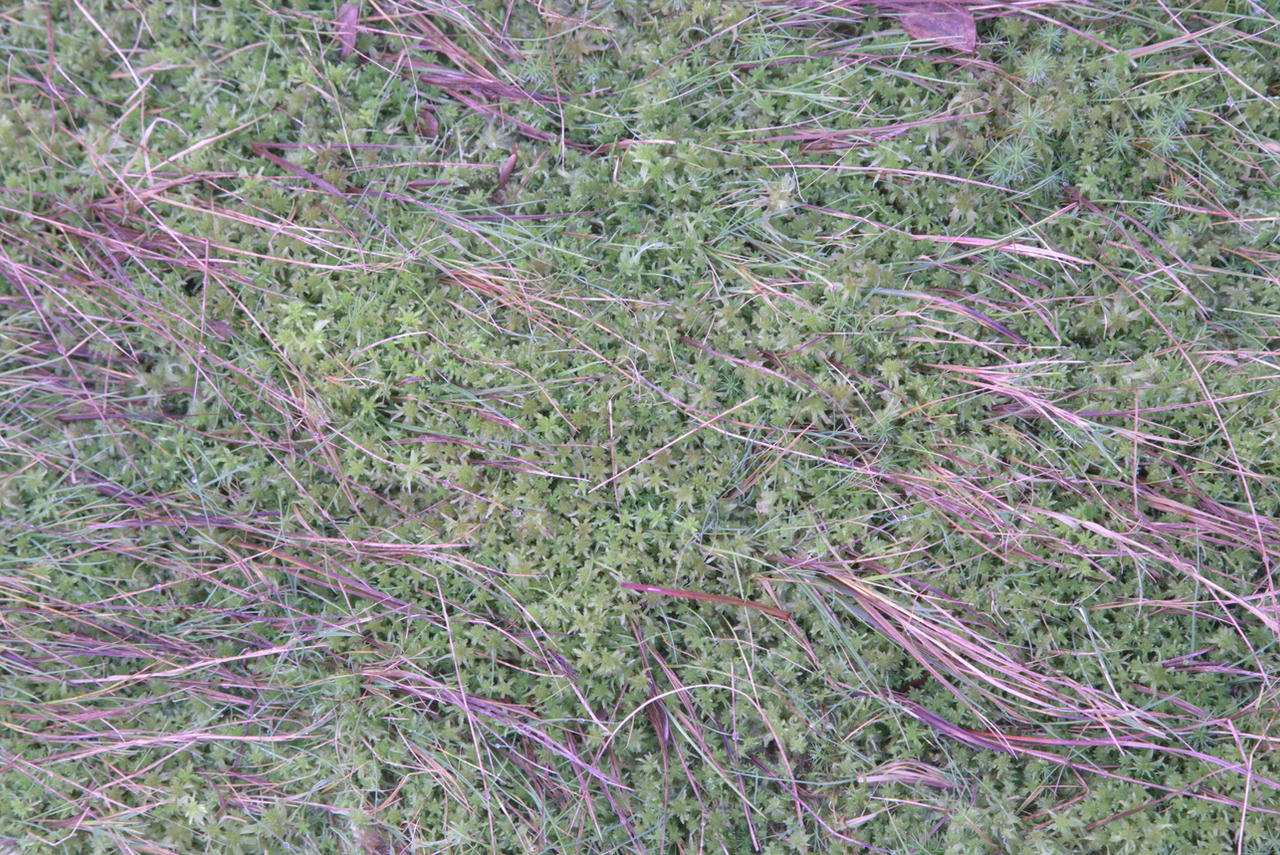 Texture: Twigs and Tiny Plants