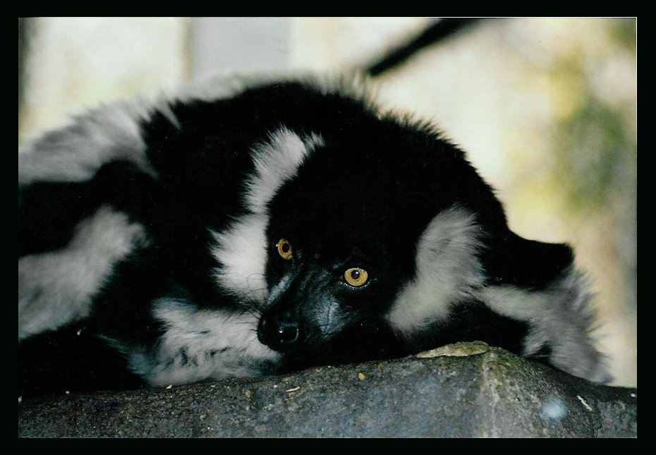 ruffed lemur
