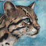 The Peaceful Ocelot