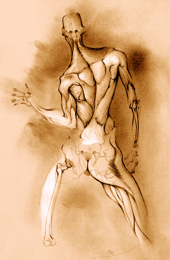 Anatomy Study