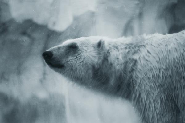 Polar Bear 9