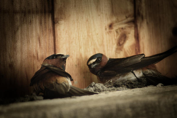 Cliff Swallows 3