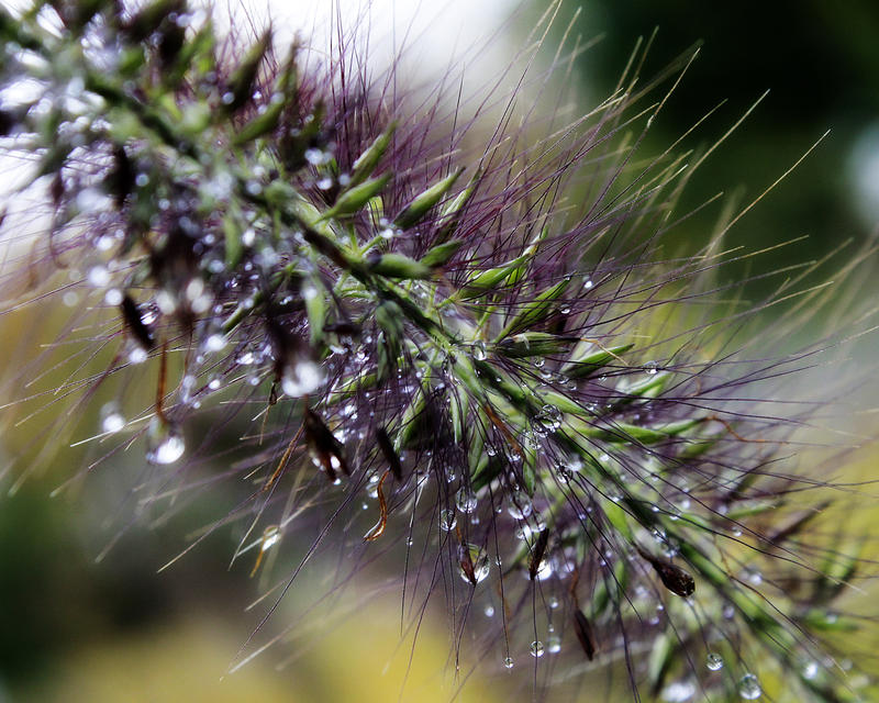 Grass After The Rain