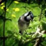 Blue Jay