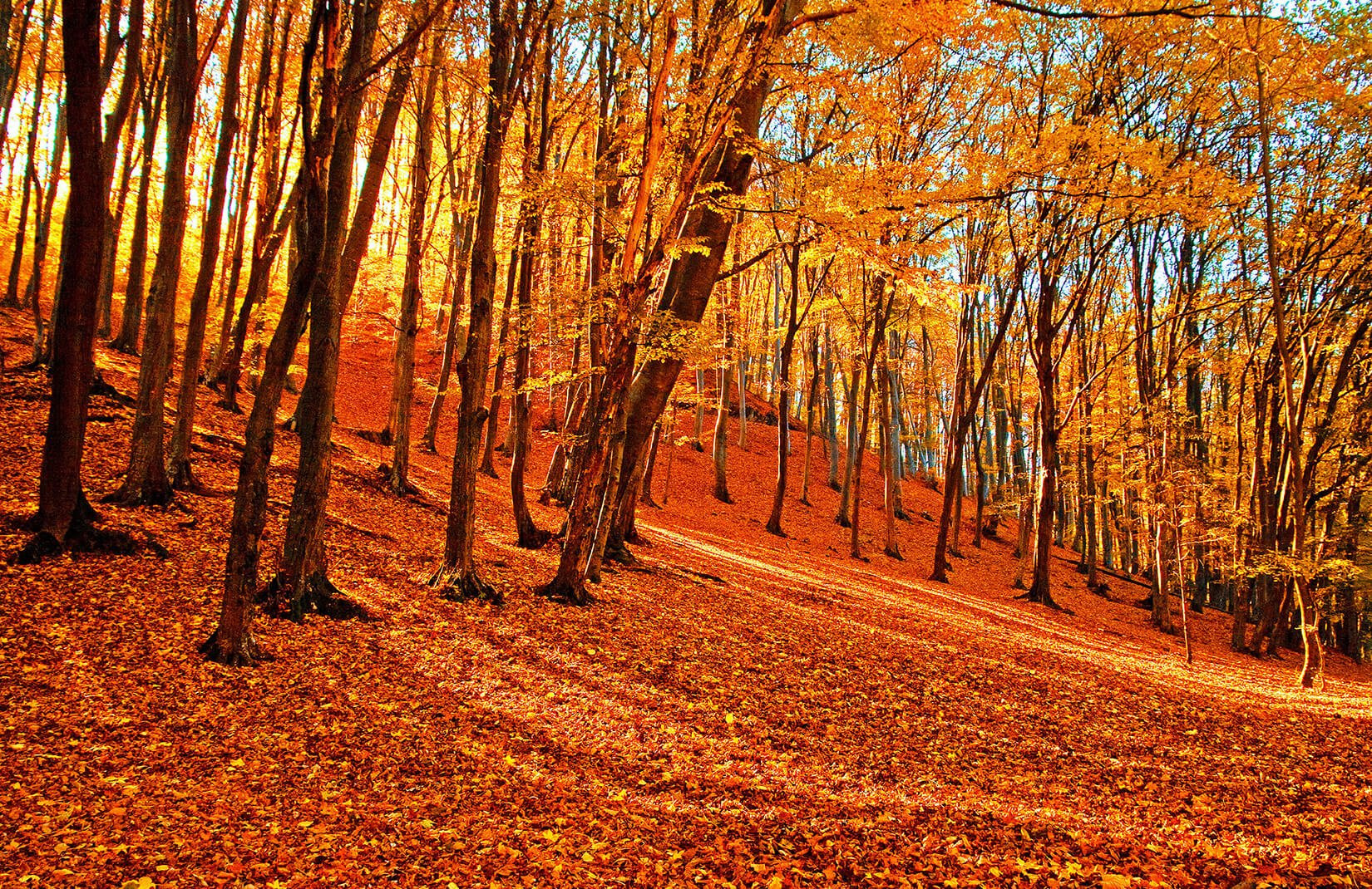 Autumn-Forest-Plain