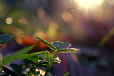 sunset and clover