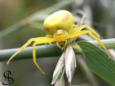 Yellow crab spider