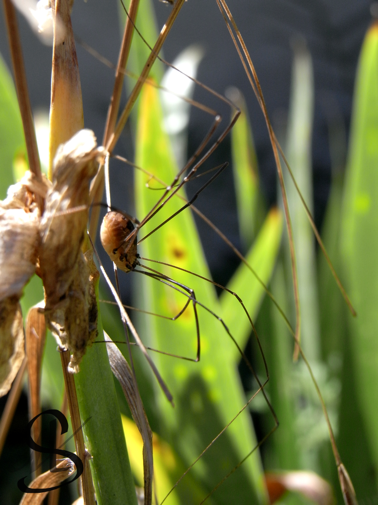 Opiliones Inca Pattern Opiliones by Scalenbee on DeviantArt