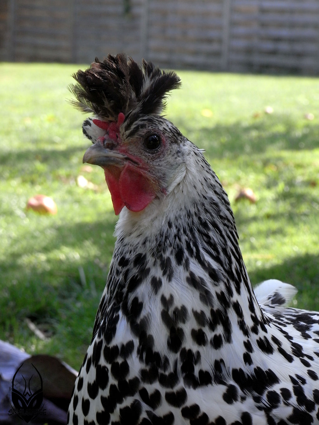 Appenzelloise chicken by Scalenbee on DeviantArt