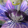 Purple Passiflora