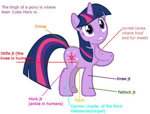 Pony Anatomy