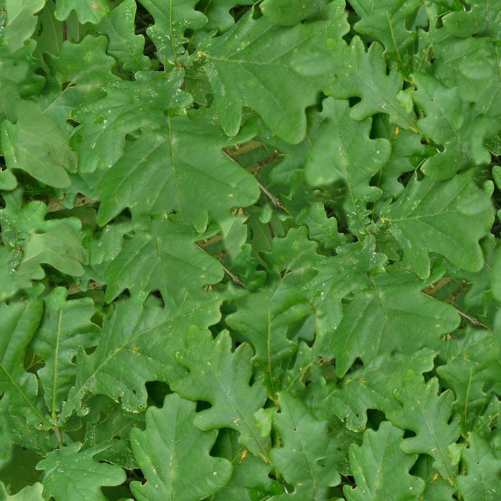 Oak Tree Leaves Texture 596 Oak Leaf Texture Stock Photos High Res oak-tree-leaves-texture-596-oak-leaf-texture-stock-photos-high-res