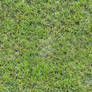 Grass texture [seamless]
